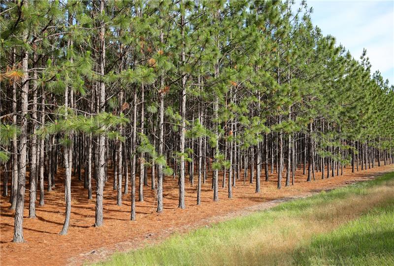 pinetrees